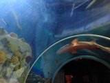 Gibraltar aquarium to become new tourist attraction
